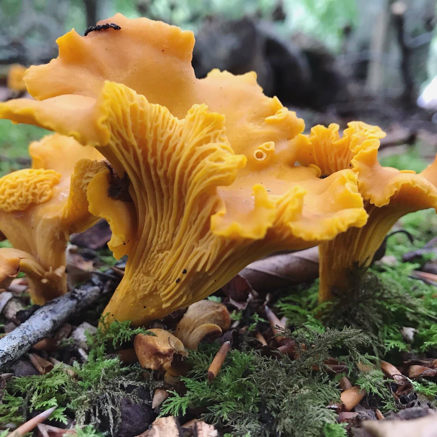 Chanterelle